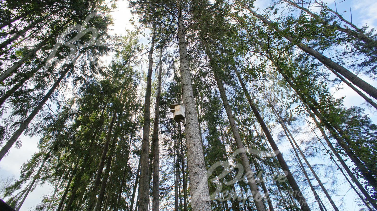 Более 100 вековых деревьев : липы, берёзы, ели, сосны.