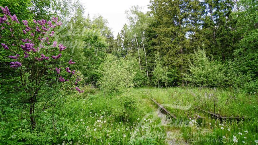 На лесной части участка высажены деревья, оборудованы грядки