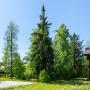 Участок площадью 45 соток, на котором сохранены лесные деревья, выглядит живописно в любое время года