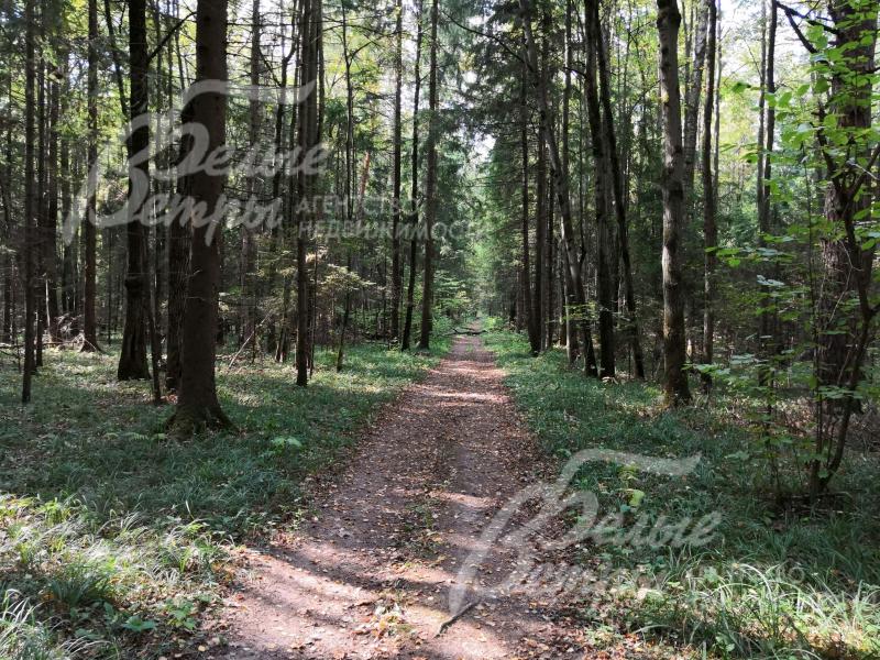 Прогулочные дорожки в лесу рядом с поселком Валуевская Слобода