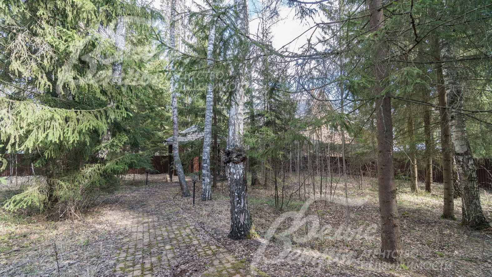 Лесной участок со множеством вековых елей и берез