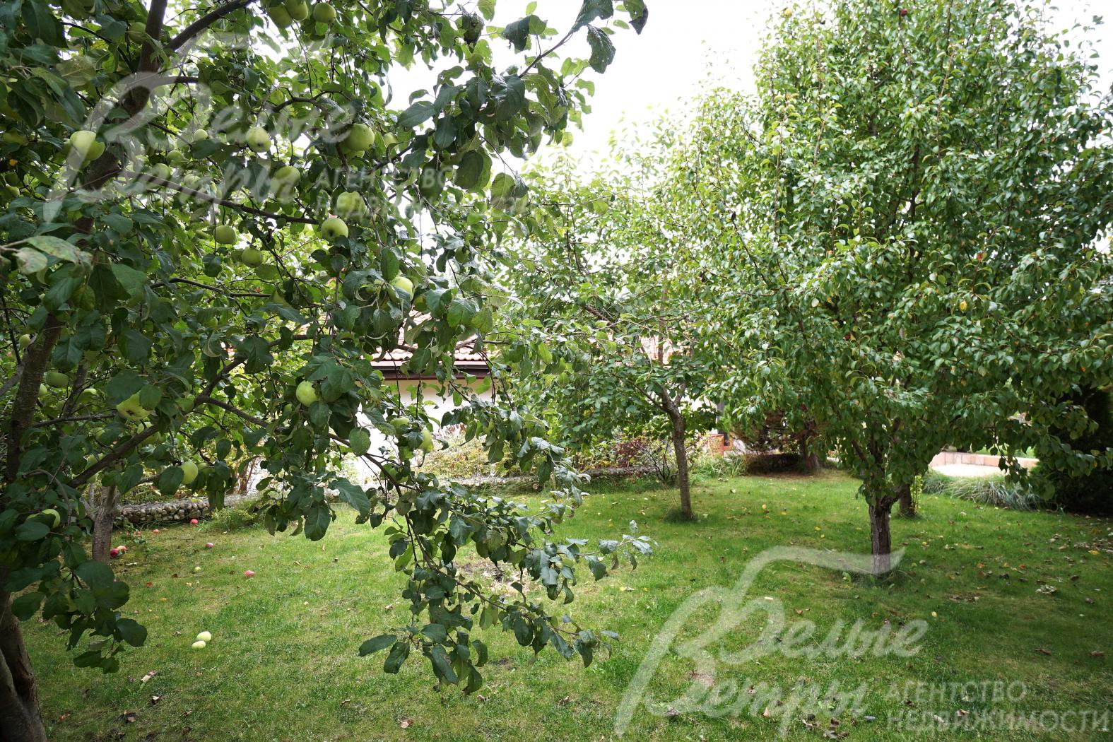 На участке высажено более 50 деревьев и кустарников, в том числе плодовые (яблони, груши)