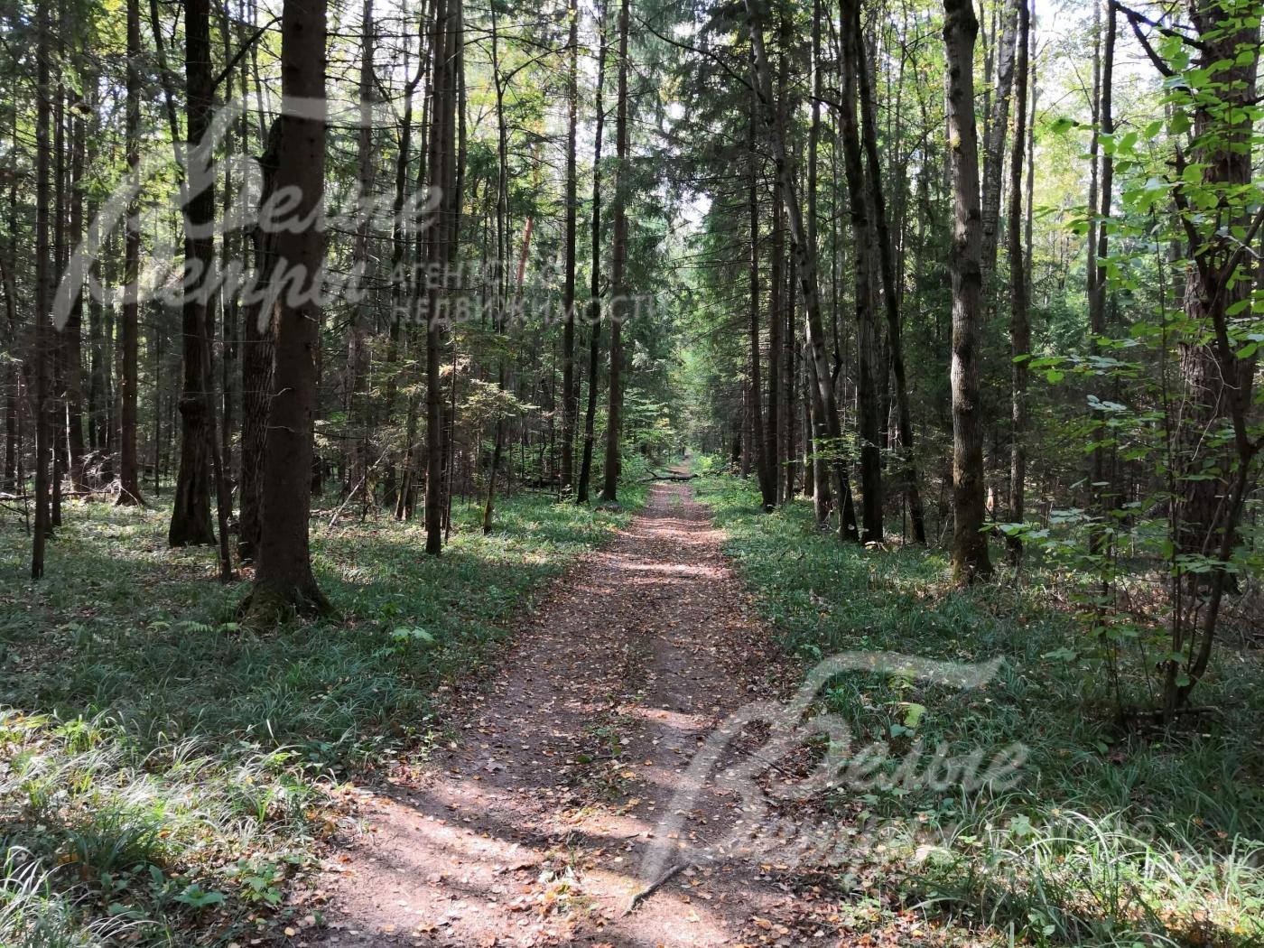 Прогулочные дорожки в лесу рядом с поселком Валуевская Слобода