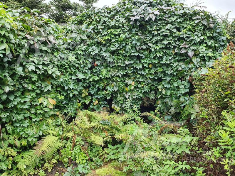 "Живая" беседка