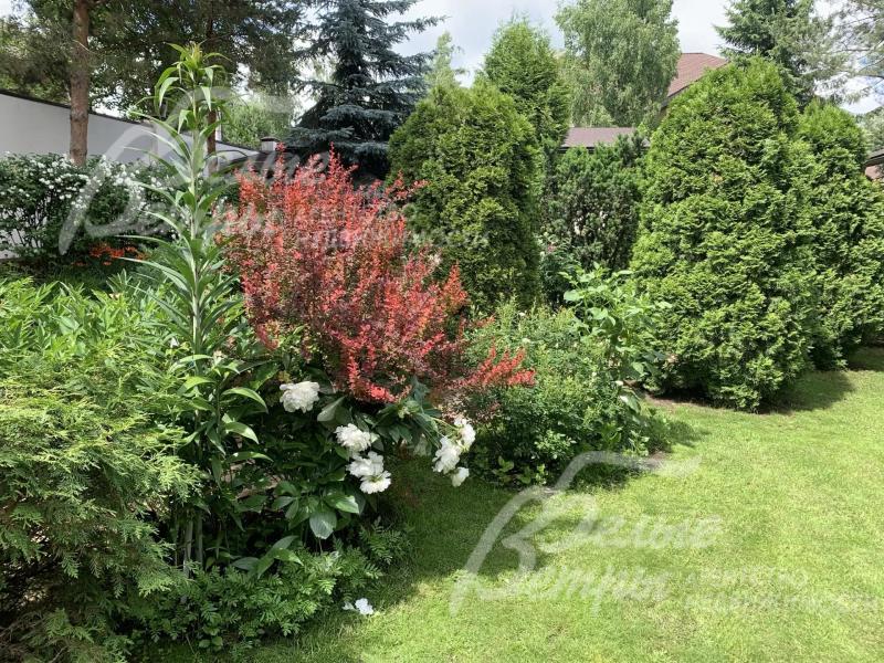 Множество декоративных кустарников на участке