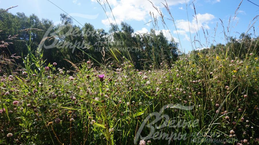 Уютный поселок в окружении леса