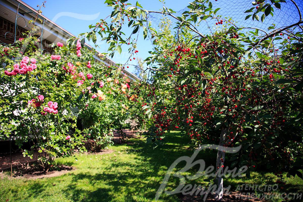 На участке розарий, цветники, около 30 плодовых деревьев