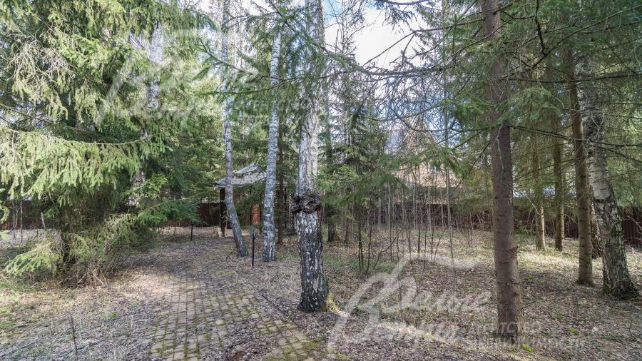 Лесной участок со множеством вековых елей и берез