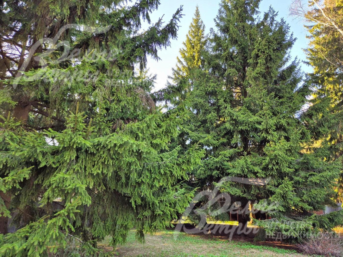 Вековые ели на участке