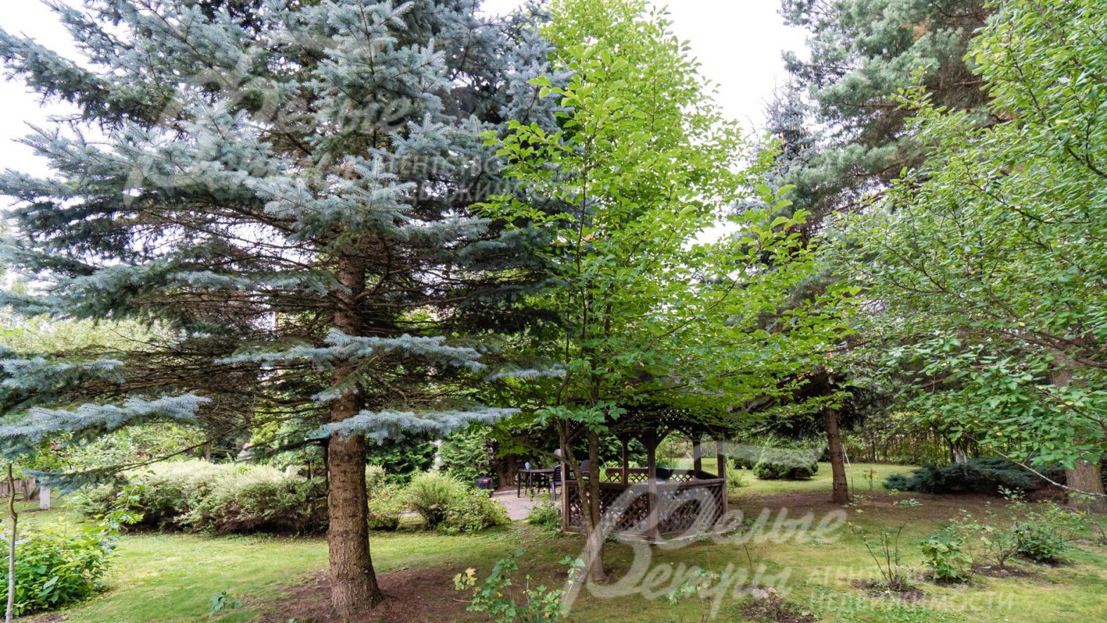 На участке много лесных взрослых деревьев до 12 м высотой