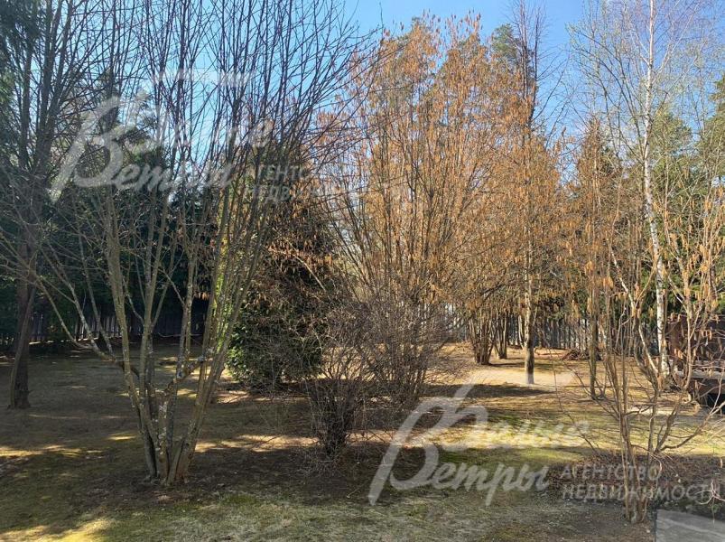 Участок со взрослыми деревьями