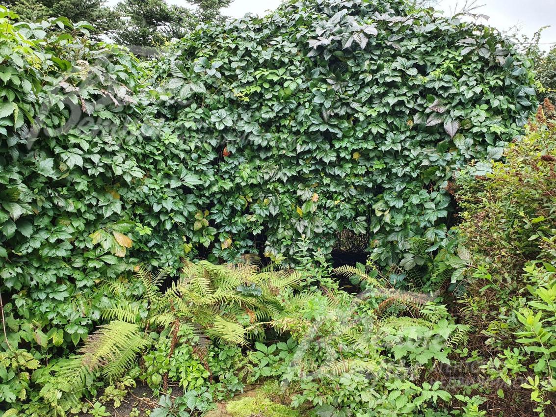 "Живая" беседка